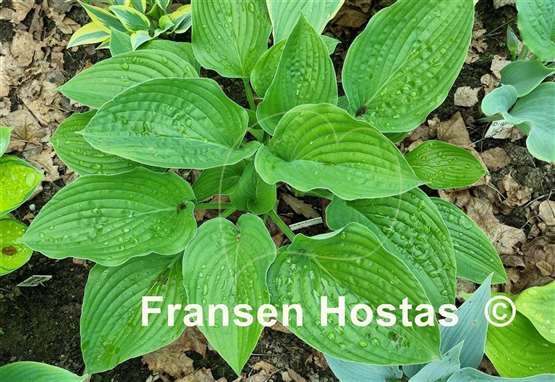 Hosta Chanticleer