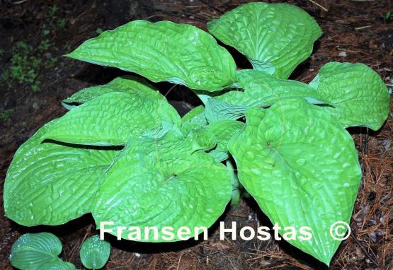 Hosta Chanticleer