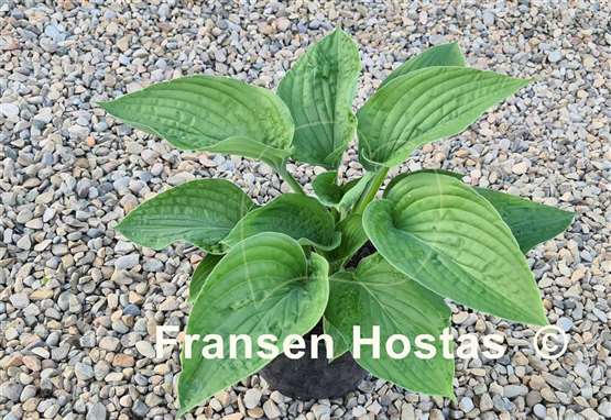 Hosta Chanticleer