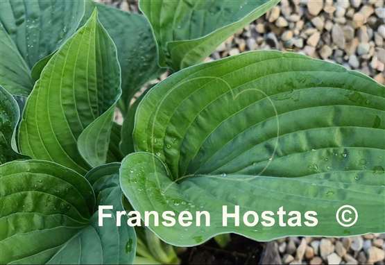 Hosta Chanticleer