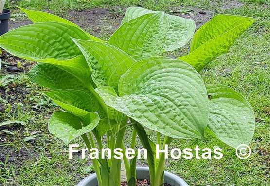 Hosta Chanticleer