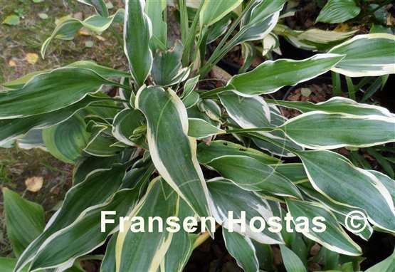 Hosta Chantilly Lace