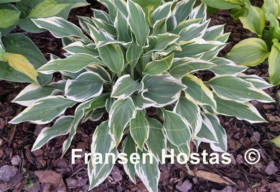 Hosta Chantilly Lace