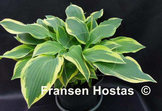Hosta Chantilly Lace