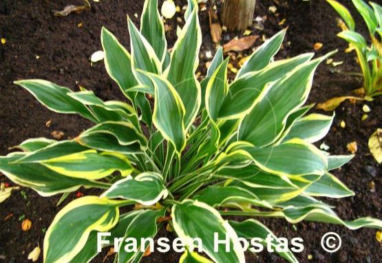 Hosta Chantilly Lace