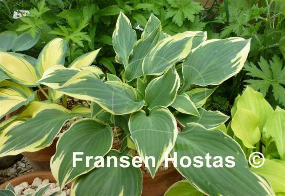 Hosta Chantilly Lace