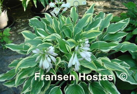 Hosta Chantilly Lace
