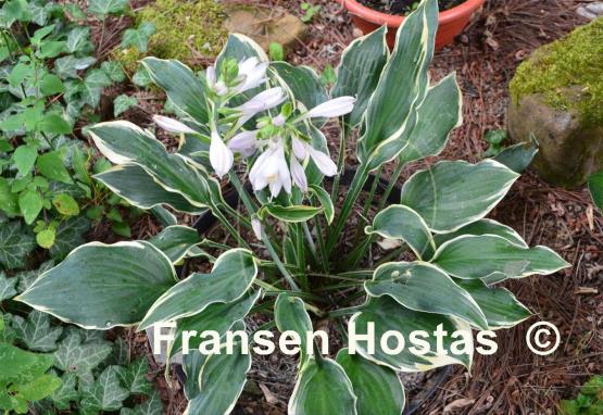 Hosta Chantilly Lace