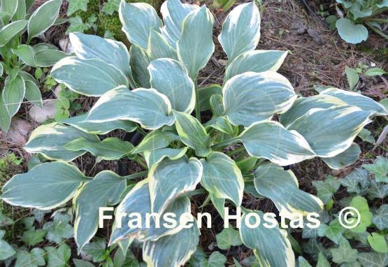 Hosta Chantilly Lace