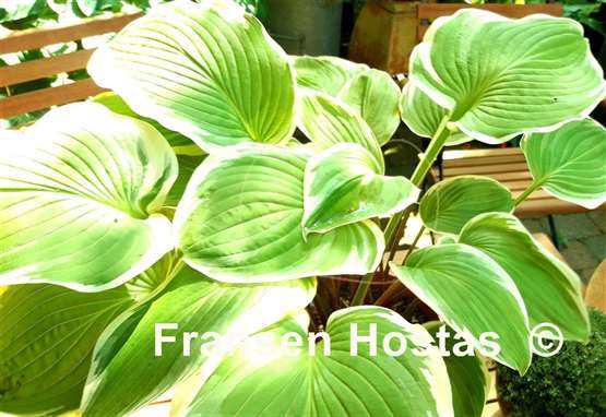 Hosta Chariot of Fire