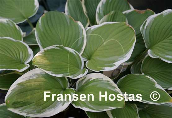 Hosta Chariots of Fire