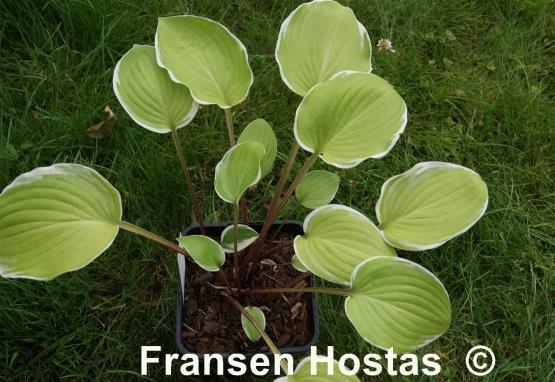 Hosta Chariots of Fire