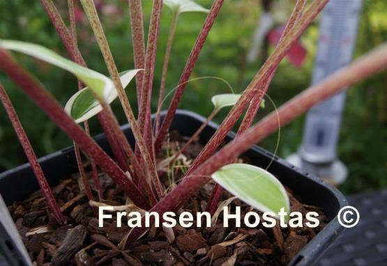 Hosta Chariots of Fire