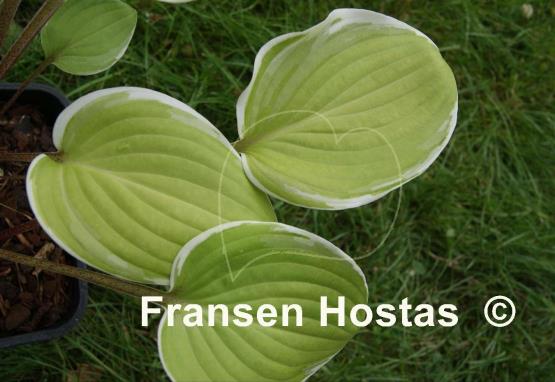 Hosta Chariots of Fire