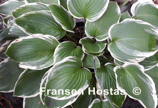 Hosta Chariots of Fire