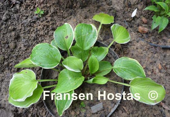 Hosta Chariots of Fire