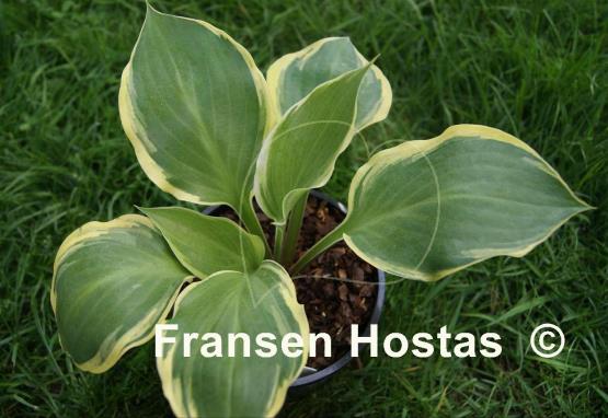 Hosta Charity