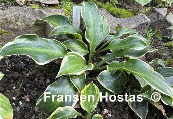 Hosta Charity