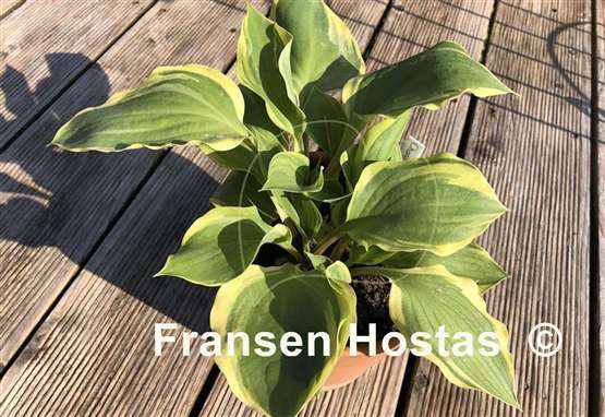 Hosta Charity