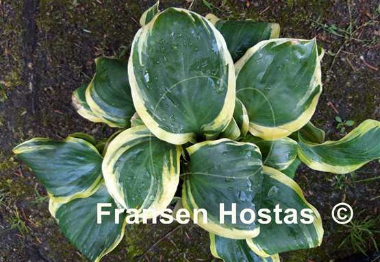 Hosta Charity