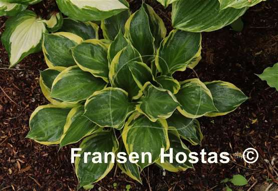 Hosta Charity