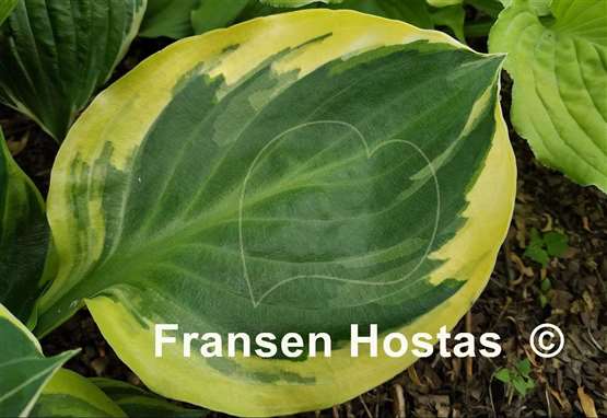 Hosta Charity