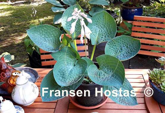 Hosta Charlie Jane