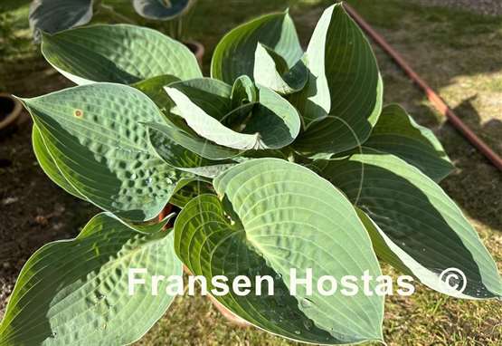 Hosta Charlie Jane