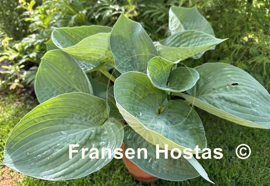 Hosta Charlie Jane