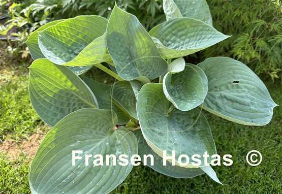 Hosta Charlie Jane