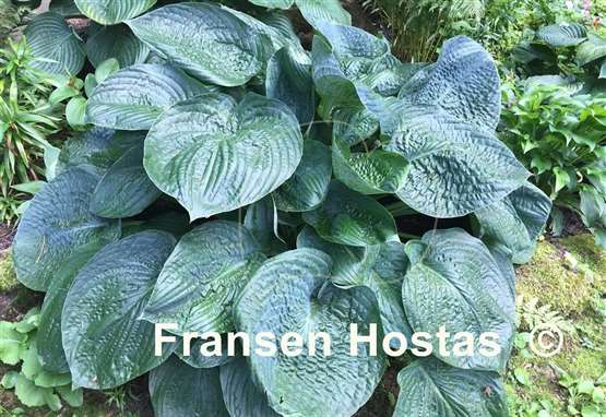 Hosta Charlie Jane