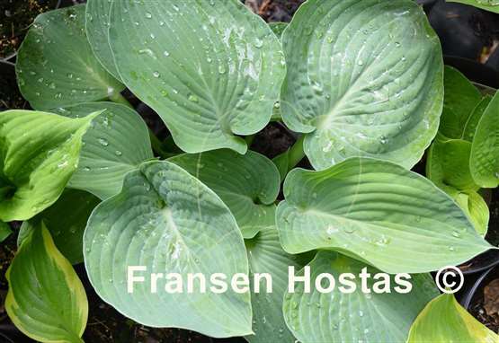 Hosta Charlie Jane