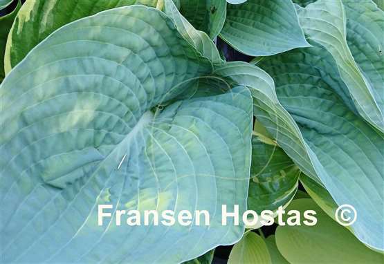 Hosta Charlie Jane
