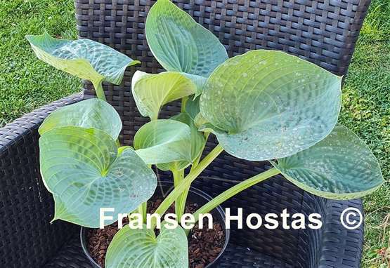 Hosta Charlie Jane