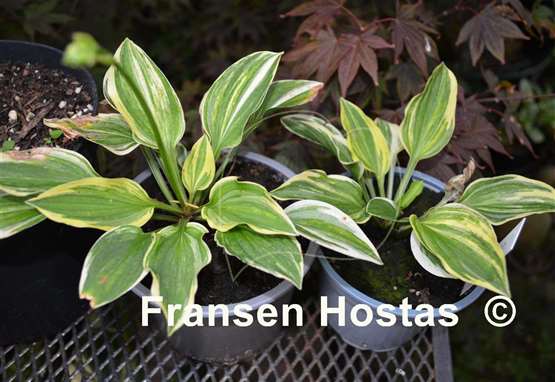 Hosta Charlotte's Web