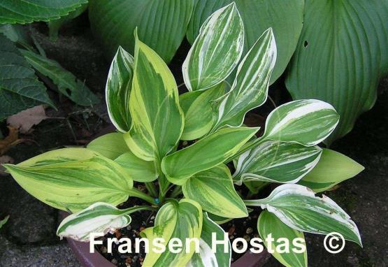 Hosta Charlotte's Web