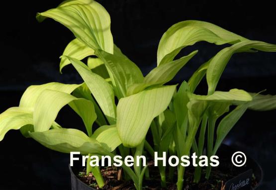Hosta Chartreuse
