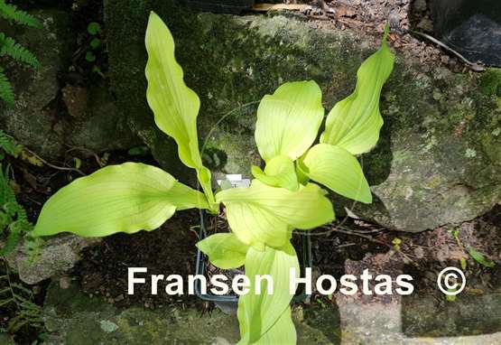 Hosta Chartreuse