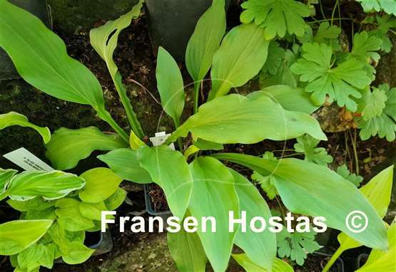 Hosta Chartreuse