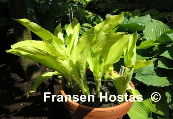 Hosta Chartreuse