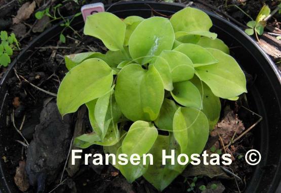 Hosta Cheatin Heart