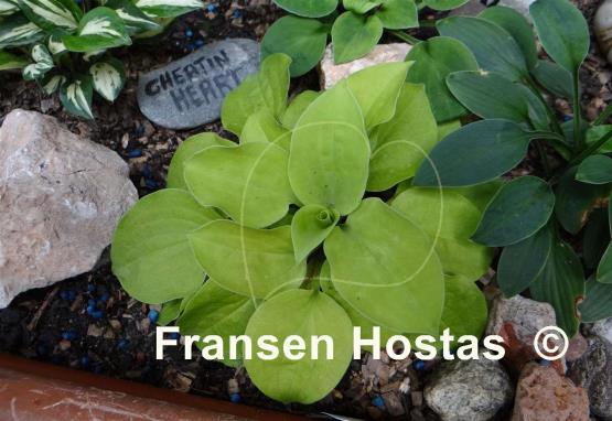 Hosta Cheatin Heart