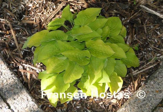 Hosta Cheatin Heart