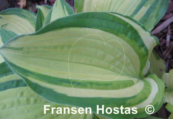 Hosta Chelsea Babe