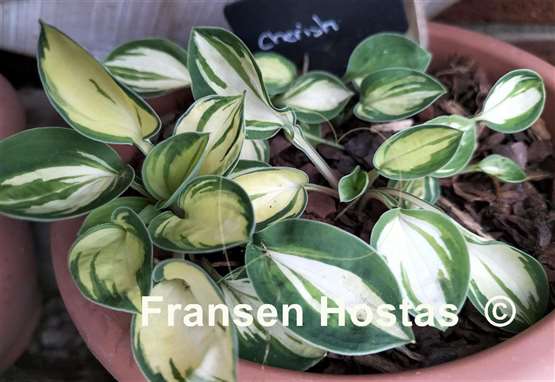 Hosta Cherish
