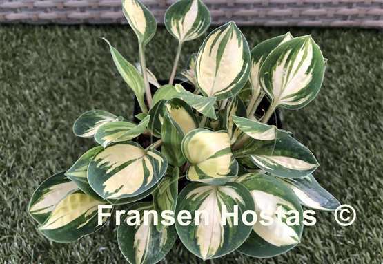 Hosta Cherish