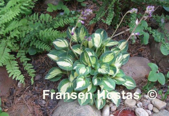 Hosta Cherish