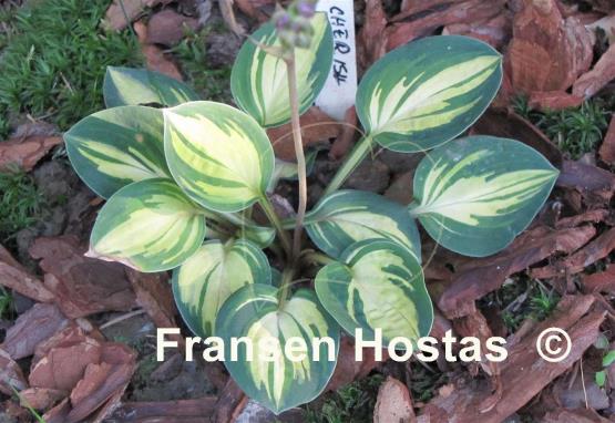Hosta Cherish