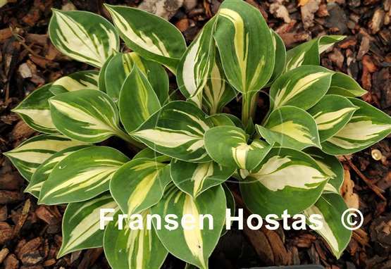 Hosta Cherish