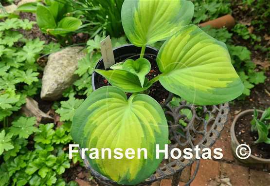 Hosta Cherokee